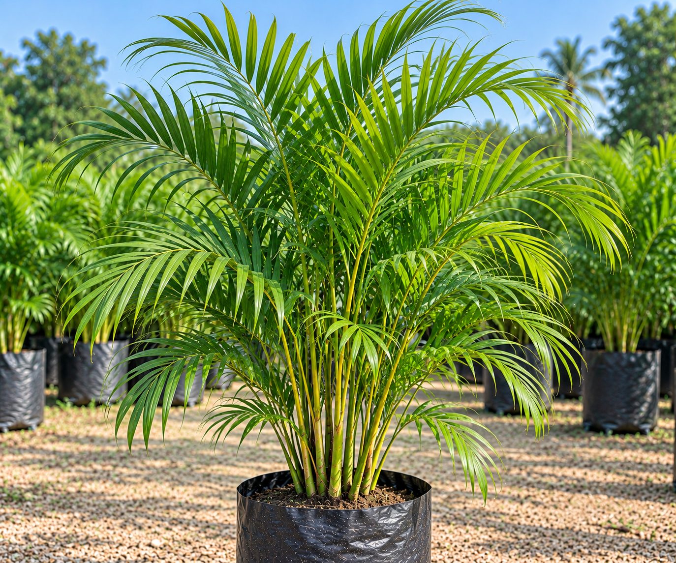 Indoor Plants
